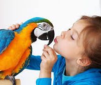 How to Bond With Your Pet Birds