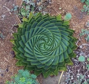 Do Plants Do Maths?