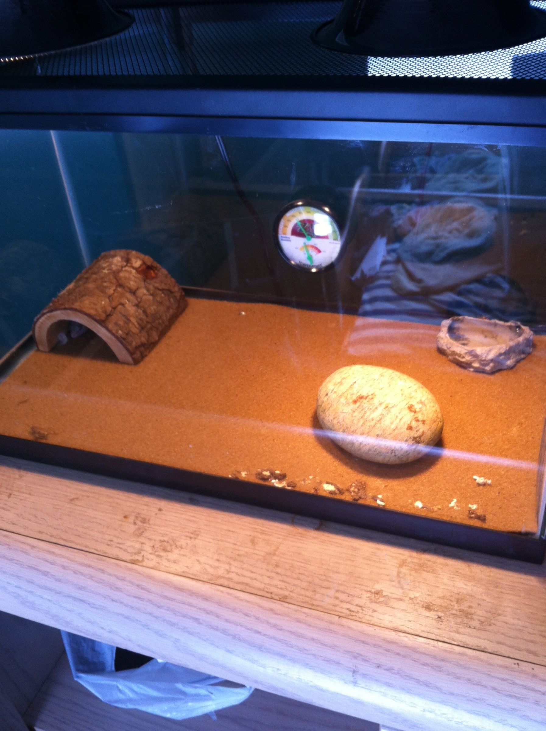 Leopard Gecko Care 5 Steps Instructables