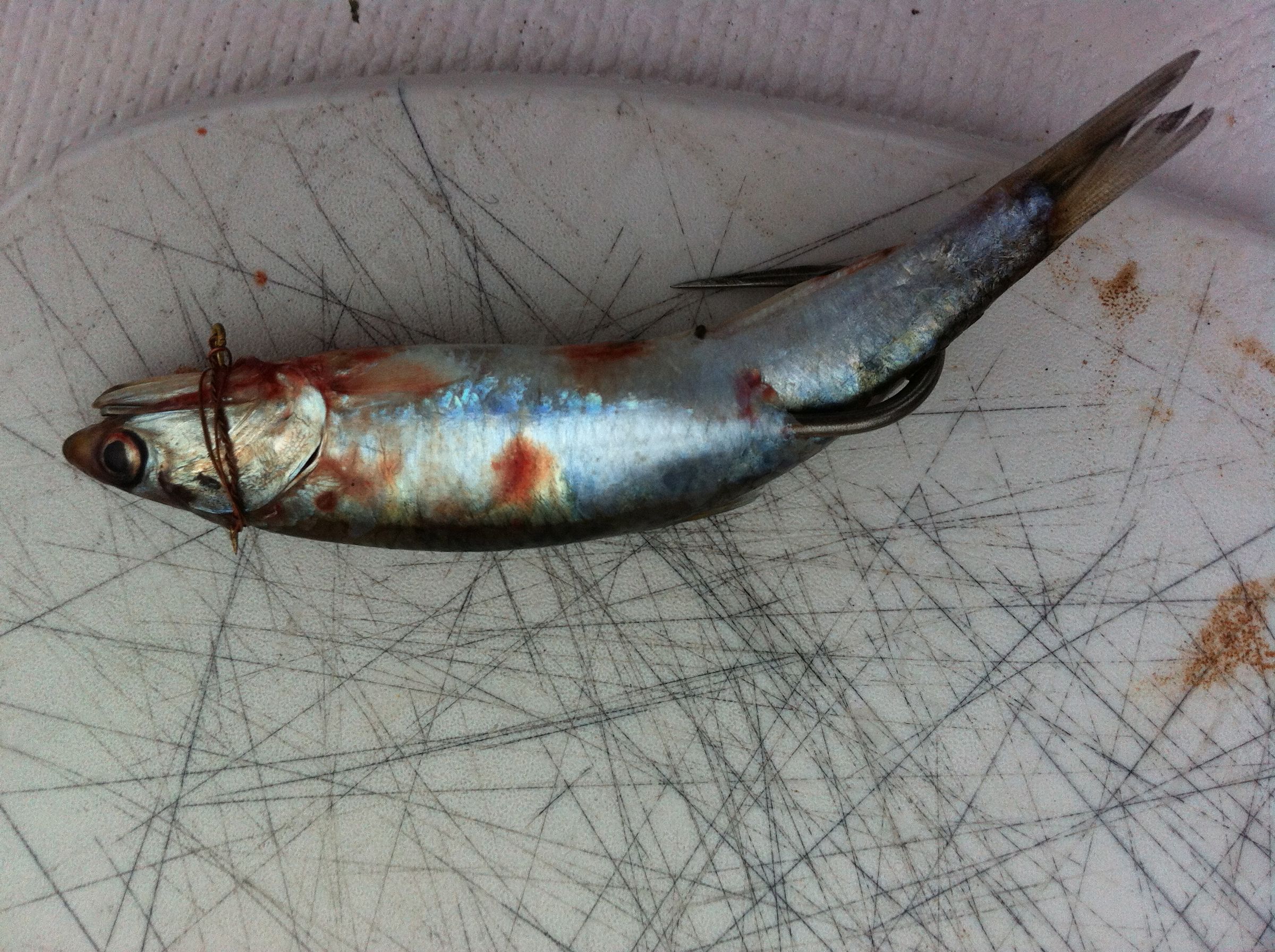 how to fish for king salmon