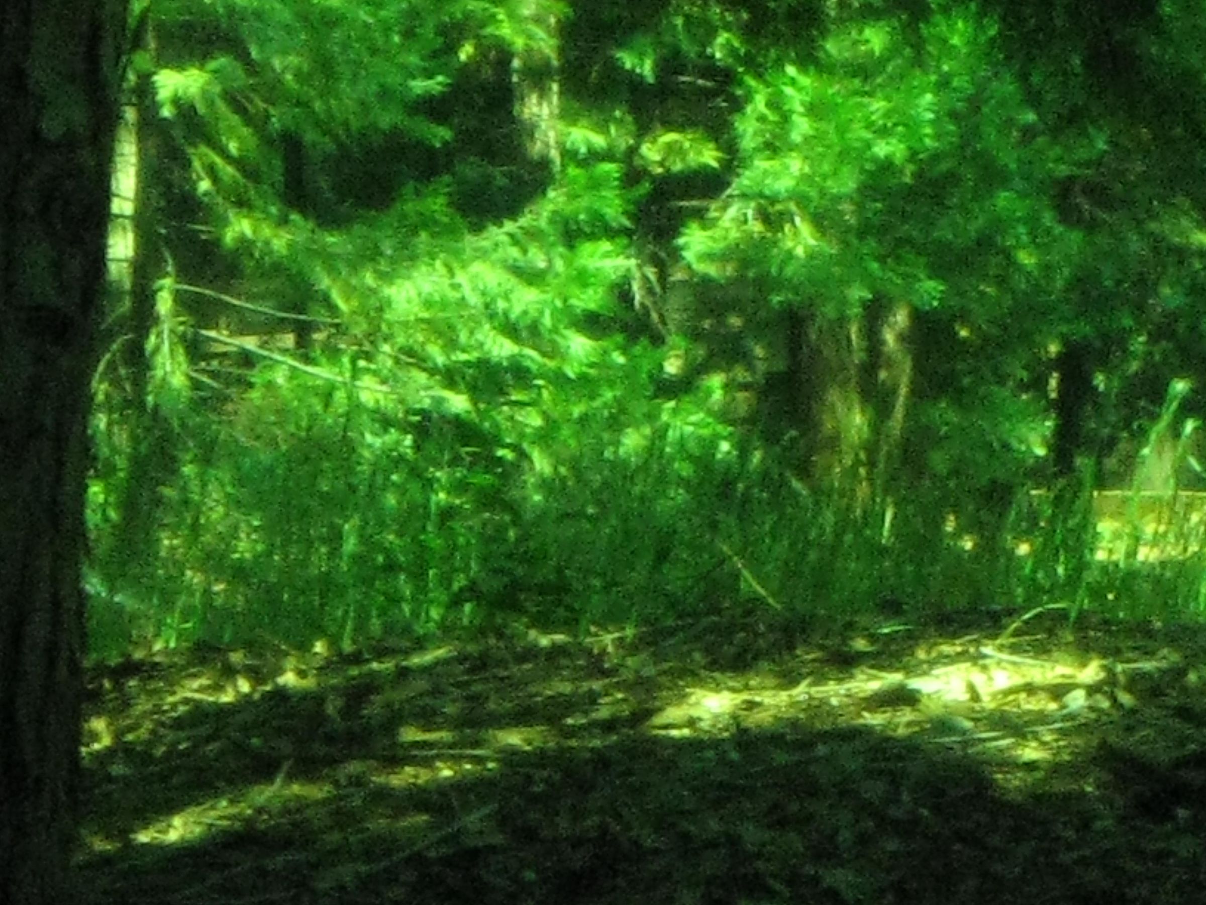 Go Green!
