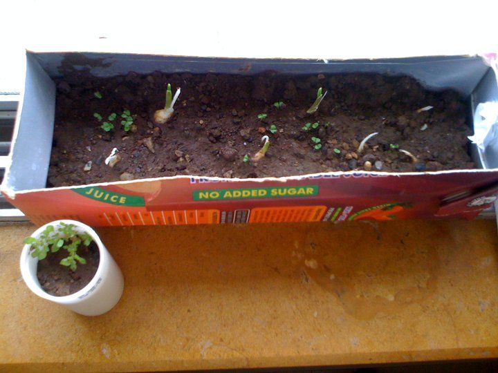 Juice Box Window Planter