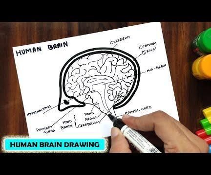 HOW TO DRAW HUMAN BRAIN EASY