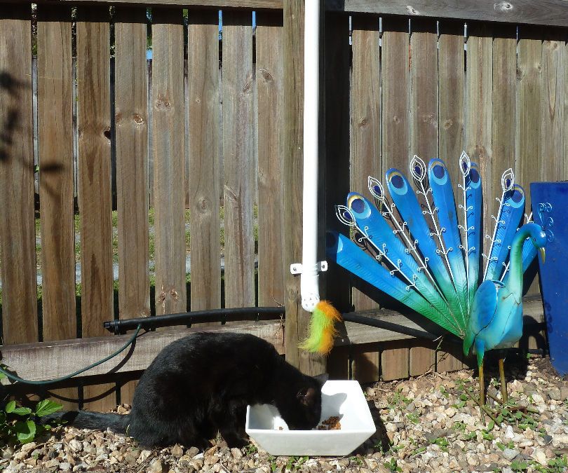 Fun Food Dispenser for Cats.