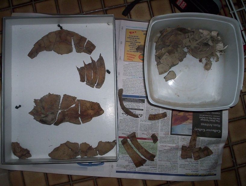 Turtley Awesome Dig-Site Discovery