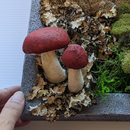 Carved Foam Mushroom