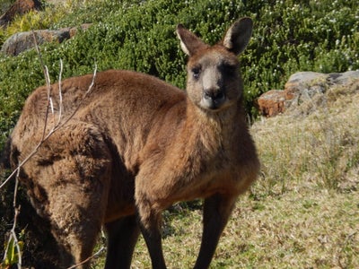 Find the Perfect Rock