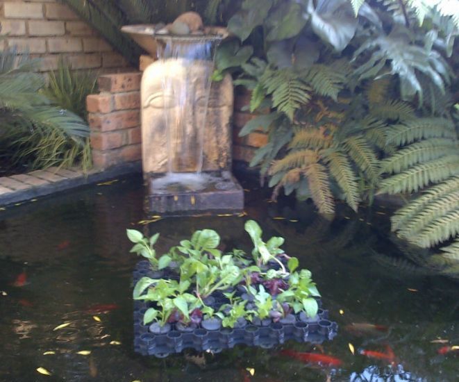 Aquaponics and Hydroponics GL Aquaponic Interlocking Raft System (GLAIRS)