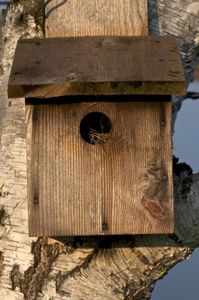 Building a Birdhouse Summary