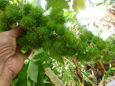 how to make castor oil at home