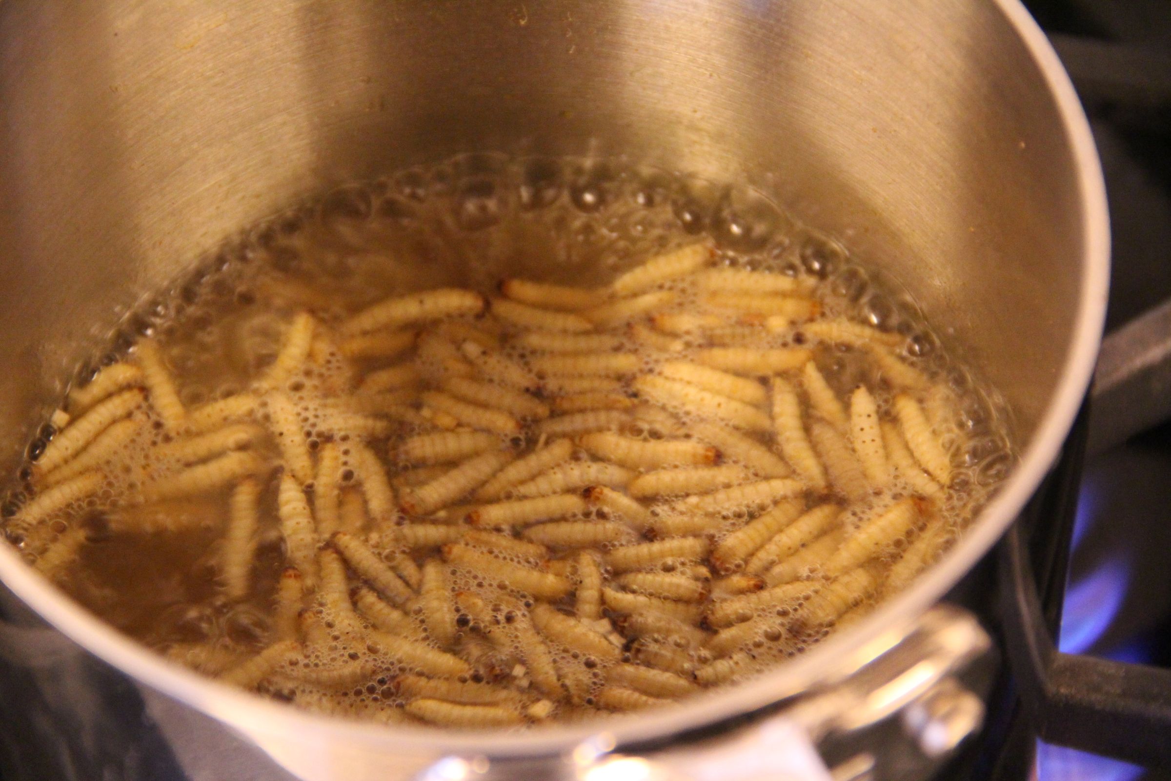Insects for FoodPrep. 101 11 Steps (with Pictures) Instructables