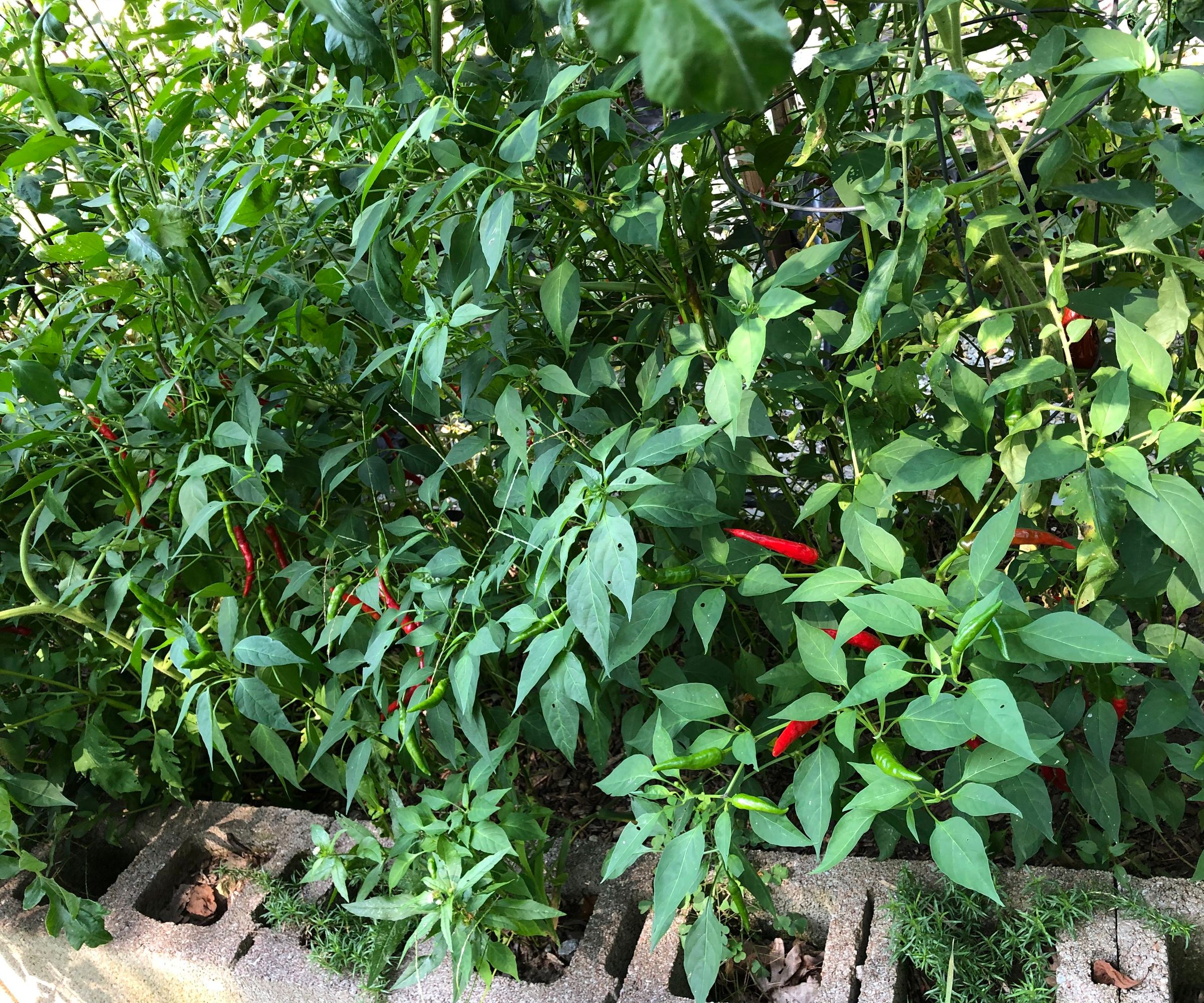 My Favorite Tabasco Sauce