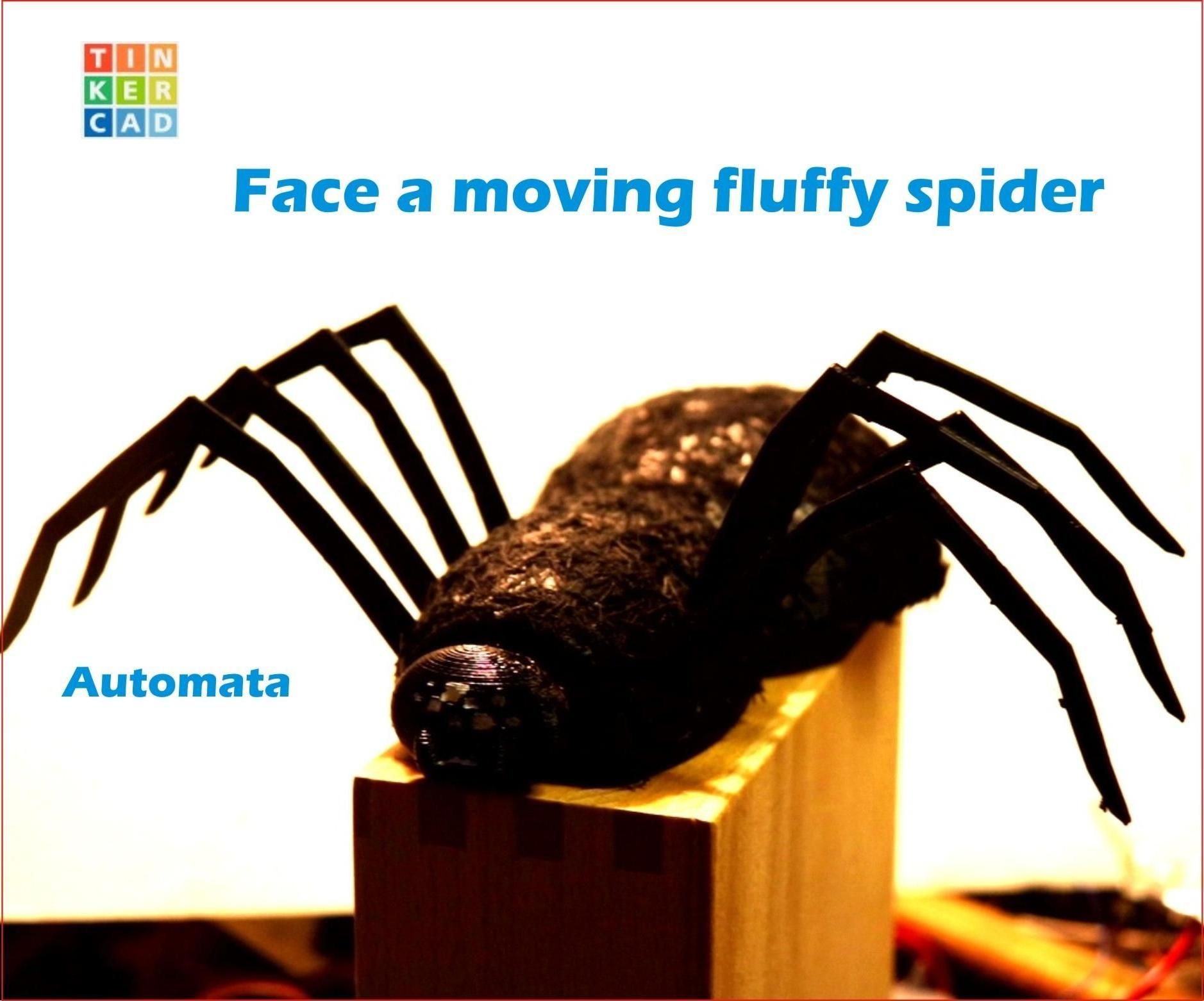 Face a Moving Fluffy Spider