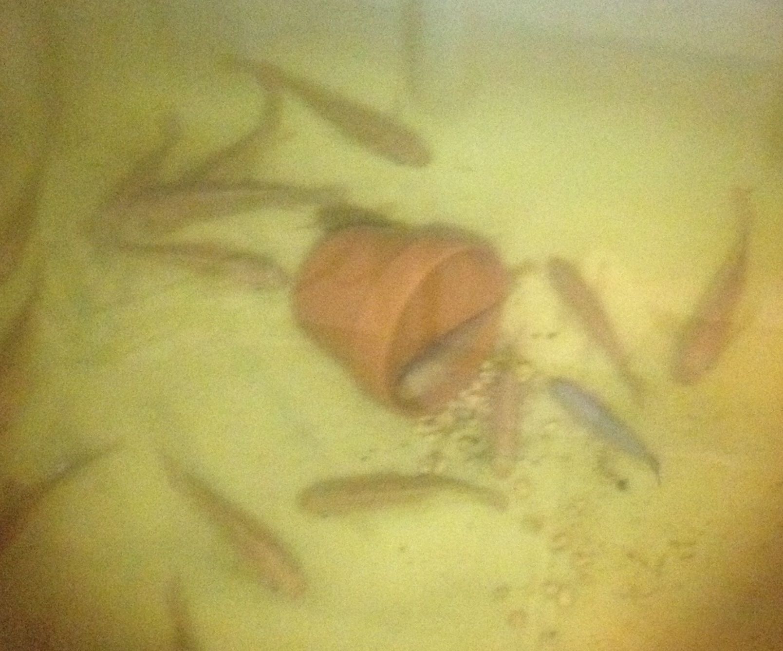 Aquaponic Filter