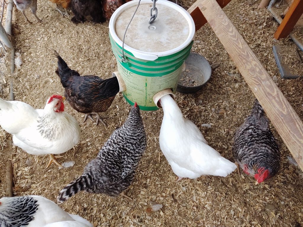 Mess Free Chicken Feeder 3 Steps (with Pictures)