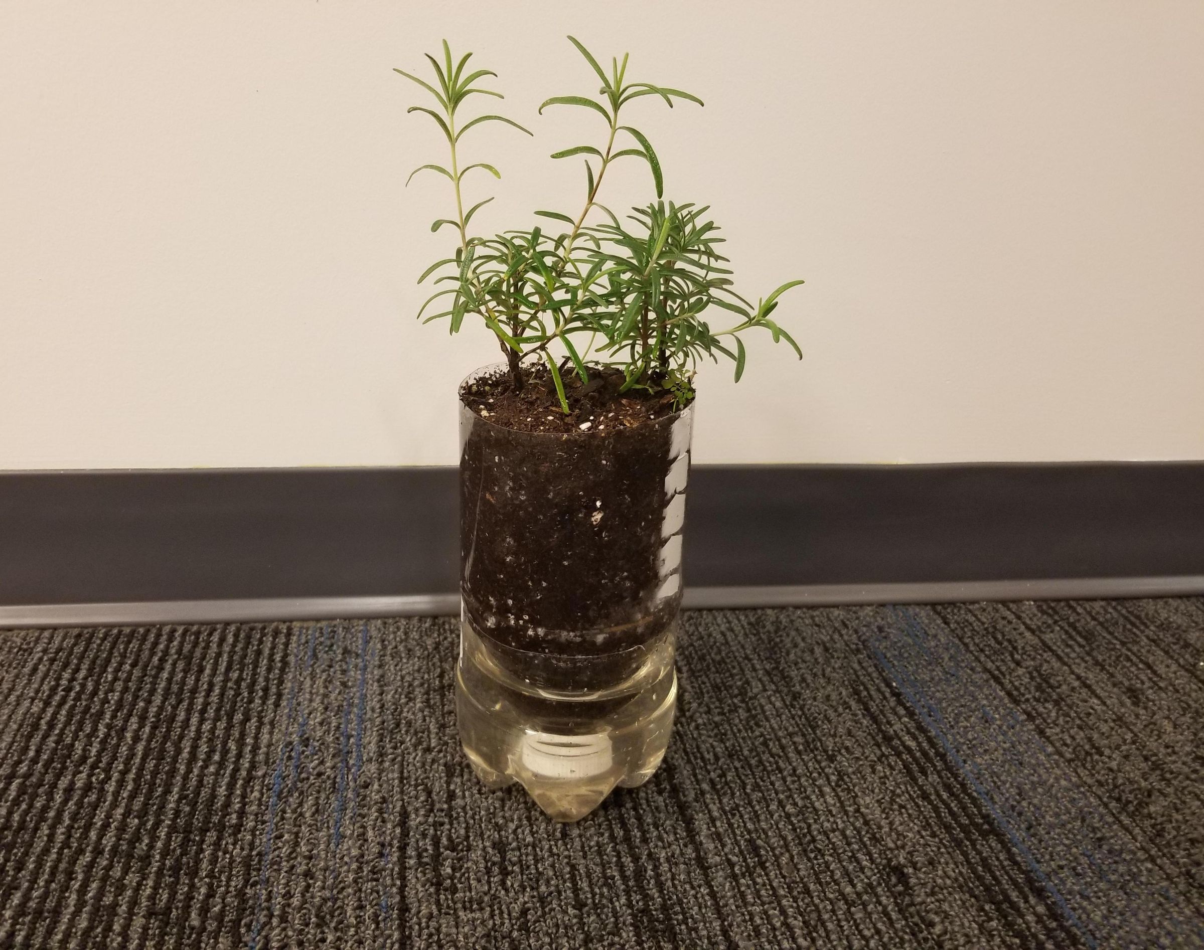 Self-Watering Planter System Made From 2L Coke Bottle (10 Minute Project)