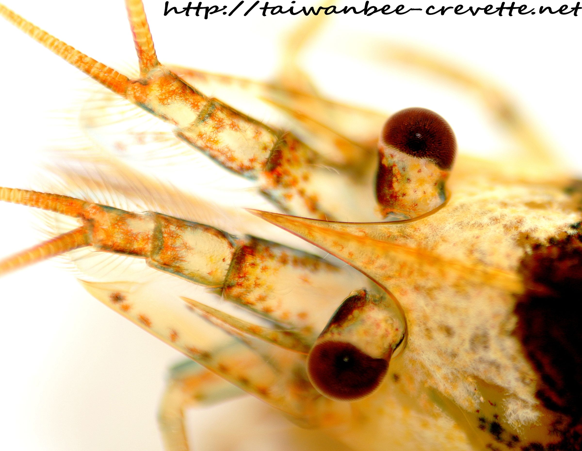 Macro Picture Without Macro Lens. Instructables