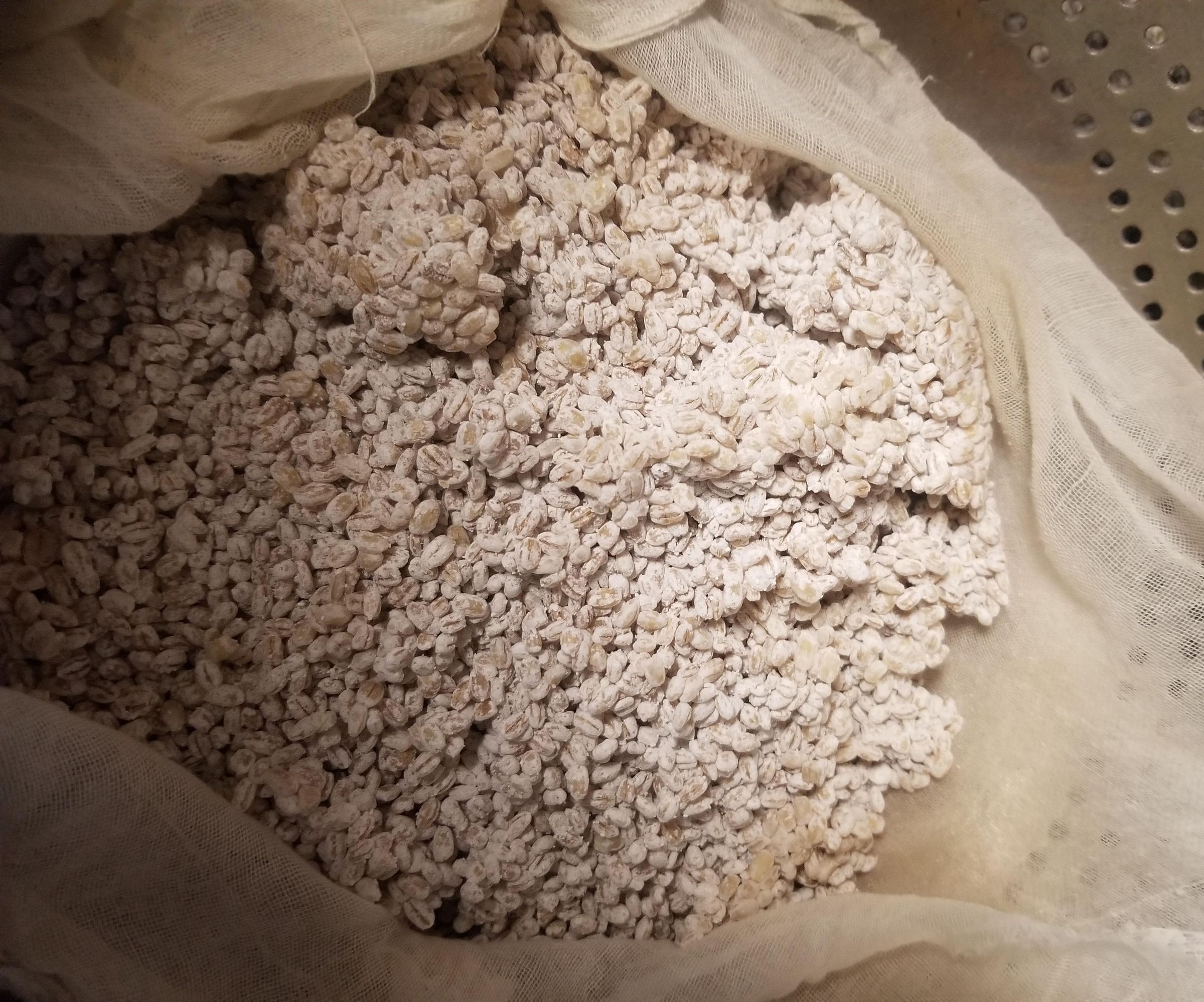 Making Koji - a Foundation of Fermentation