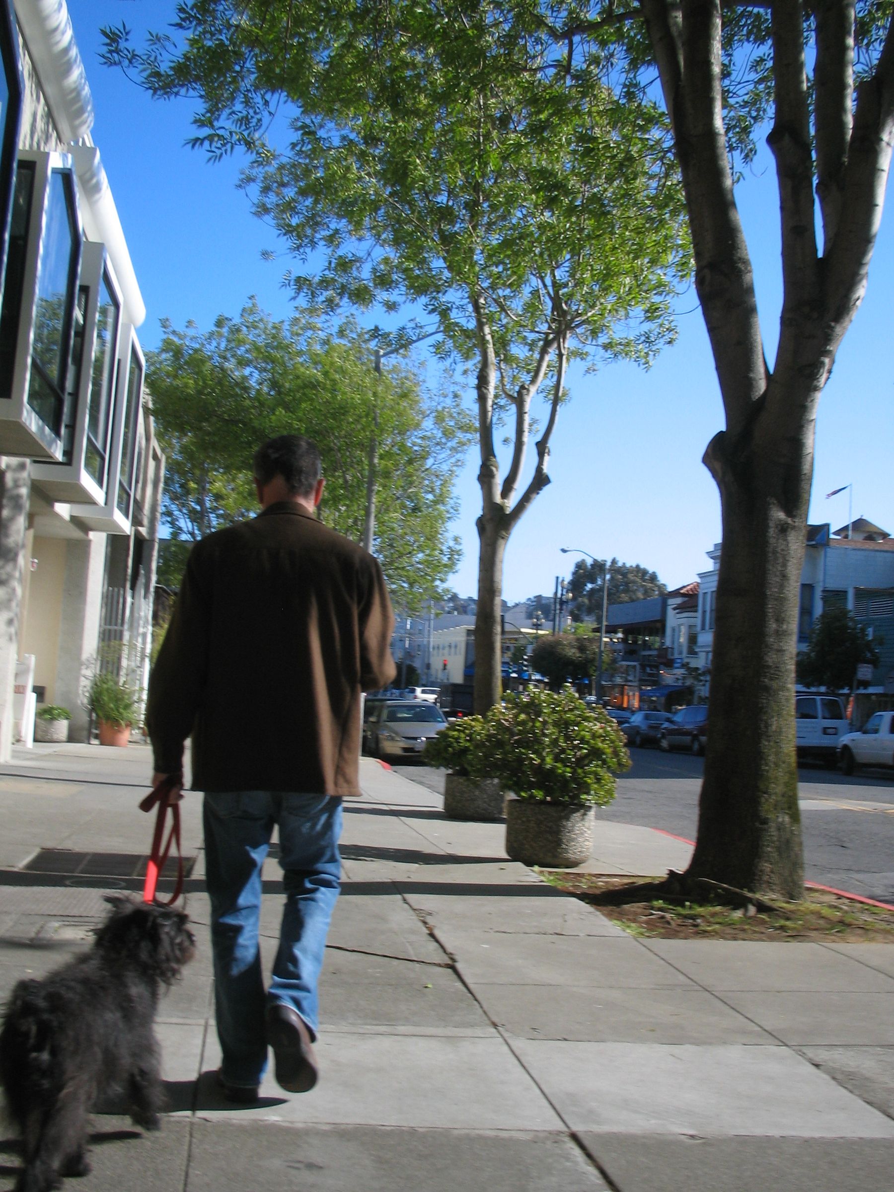 How to Be a Good Dog-Owner in San Francisco