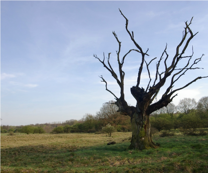 How to Assess a Dead Tree