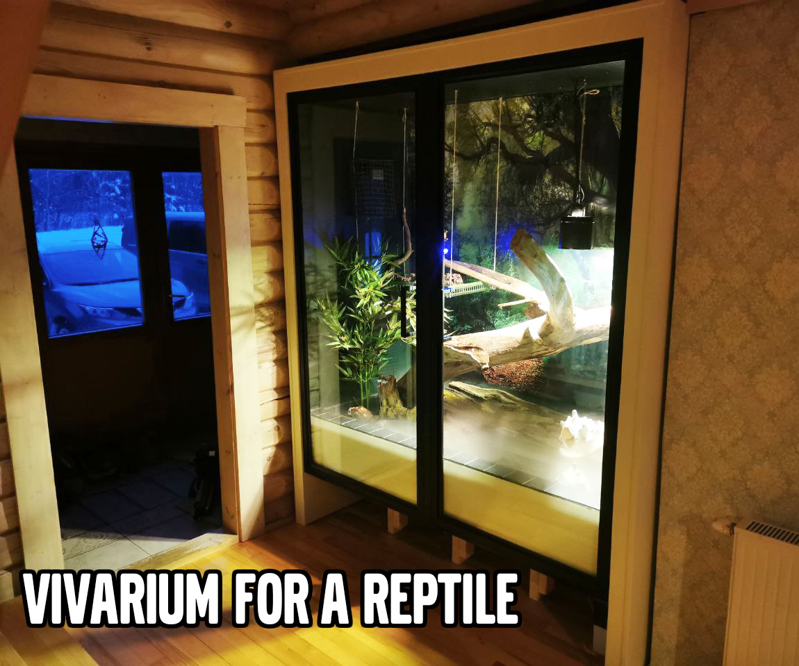 Gallery Detail: Best Reptile For Vivarium Reptile Pour Débuter Un Terrarium