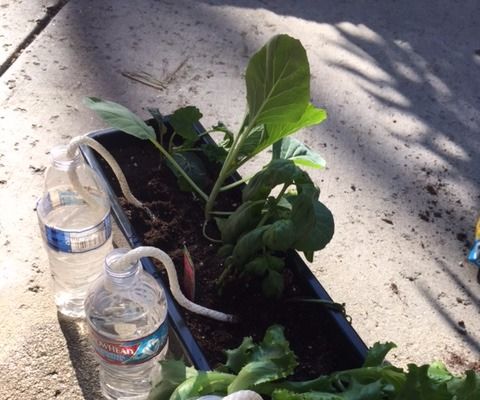 Inexpensive Self-watering Garden