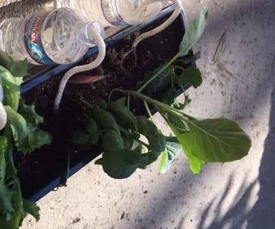 Inexpensive Self-watering Garden