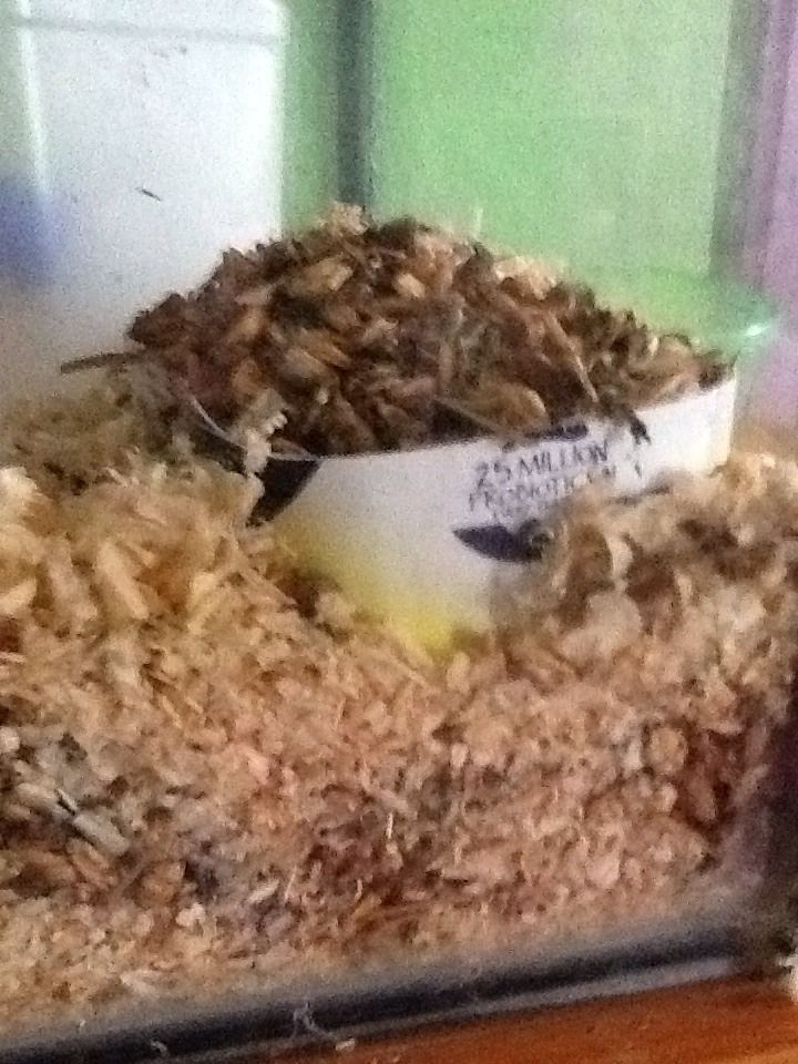 How to Make Guinea/rabbit Bowl