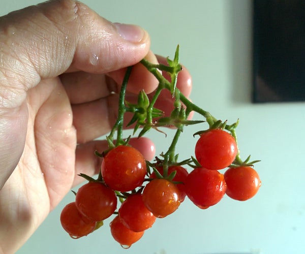 Grow Cherry Tomatoes From Cuttings. a Newbie's Guide.