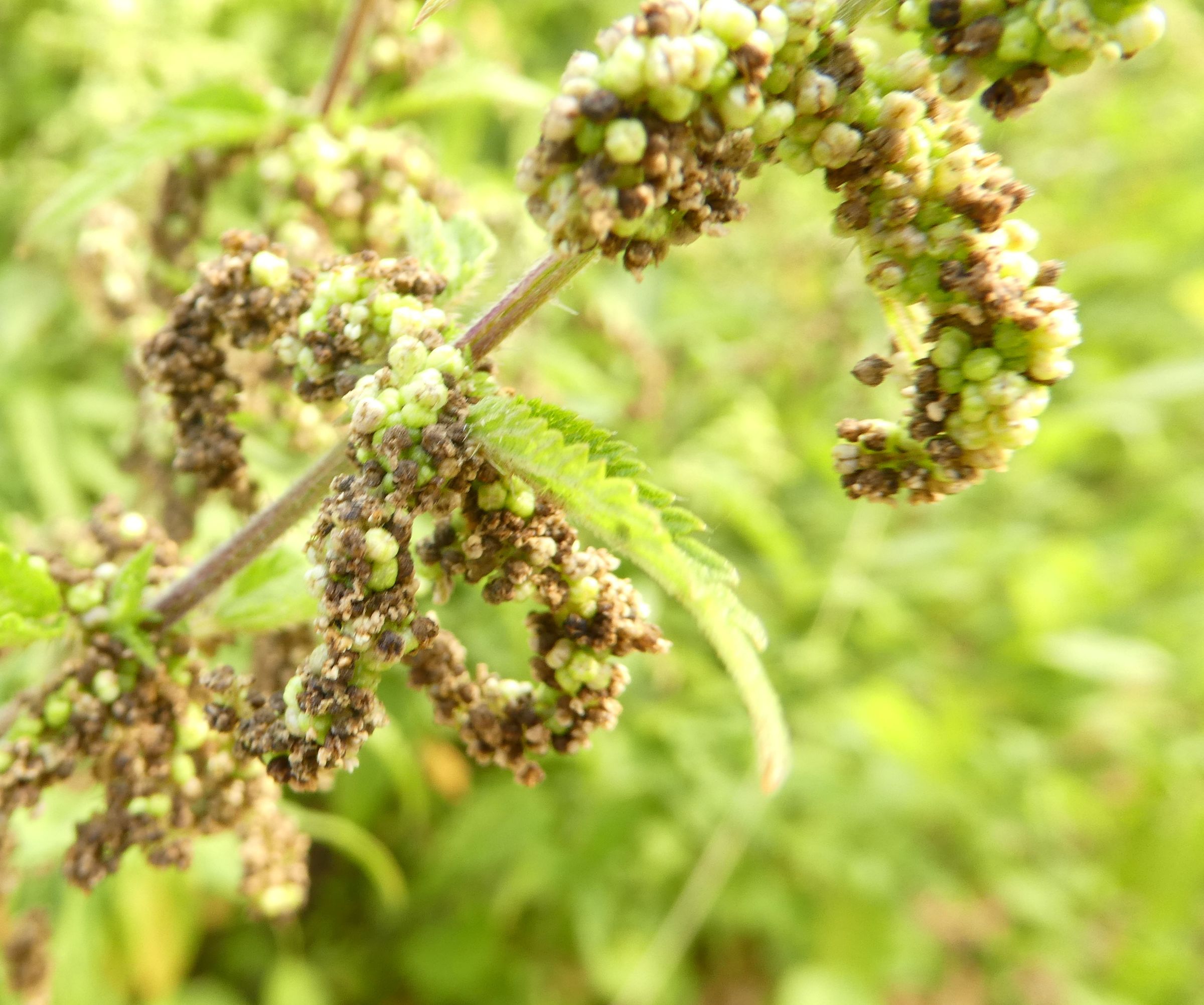 Stinging Nettle Nuts