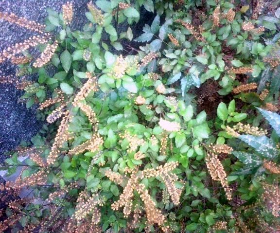 Holy Basil (Tulsi) - Perfect Home Remedies.