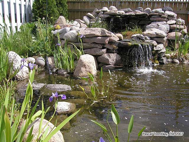 Pond or Water Garden - How to Build a Backyard Pond