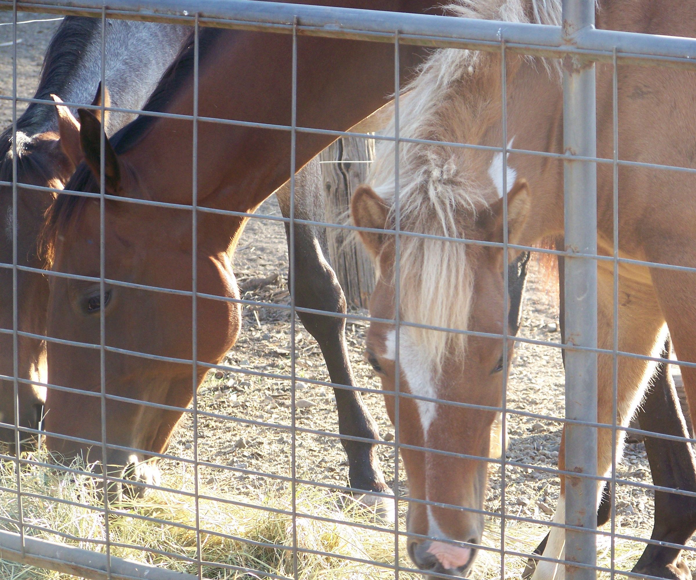 Horse Grooming 101