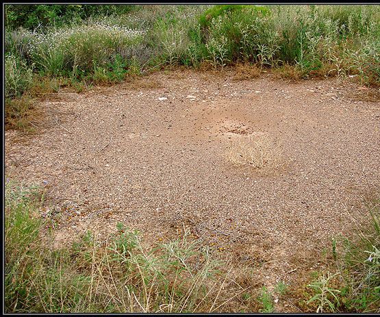 My Fire Ant Experience