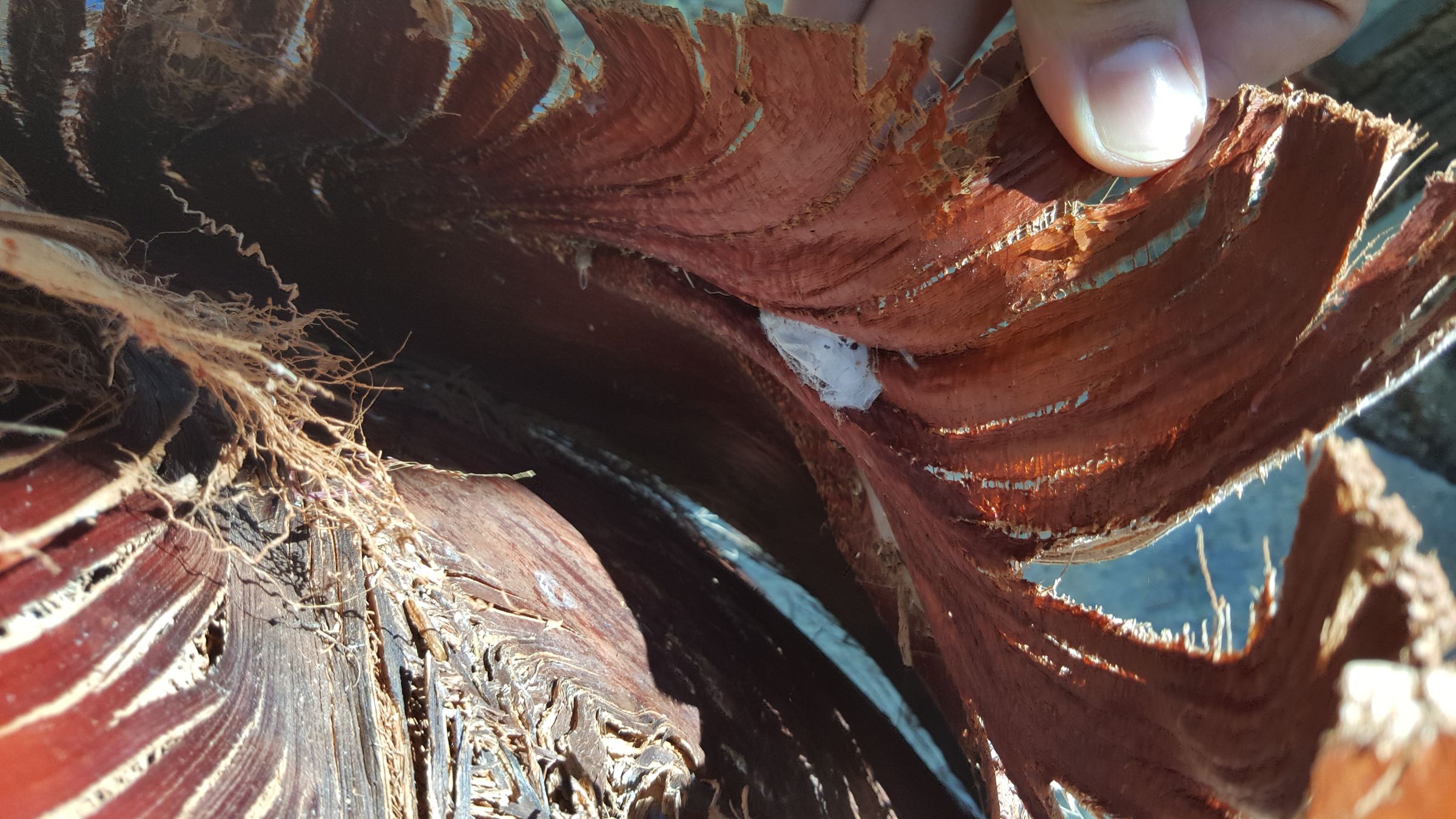 How to Cut Palm Tree's Leaves 10 Steps (with Pictures) Instructables