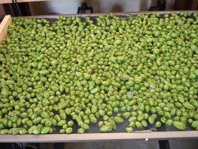Harvest Some Hops