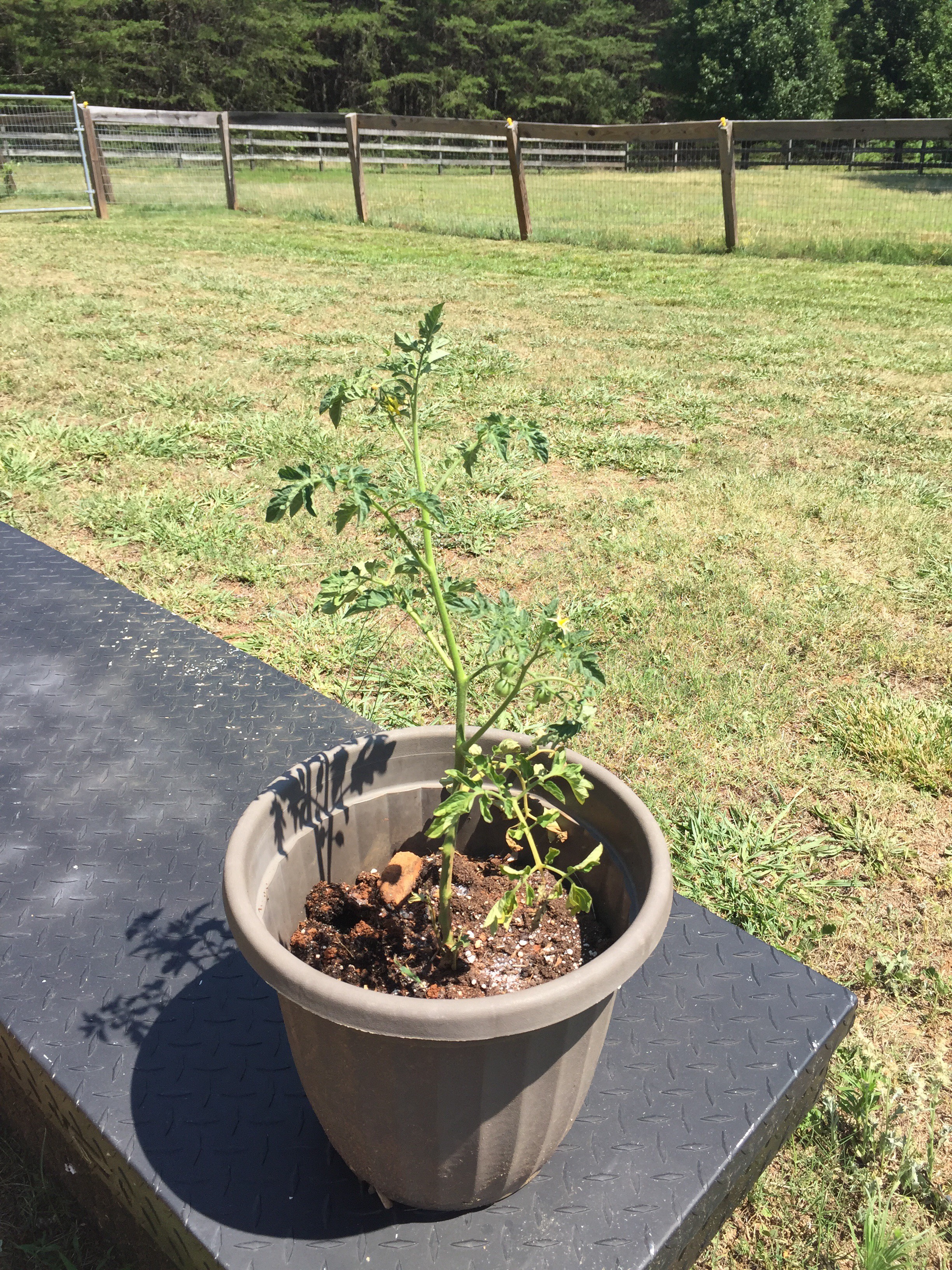 Transplant Volunteer Tomatoes