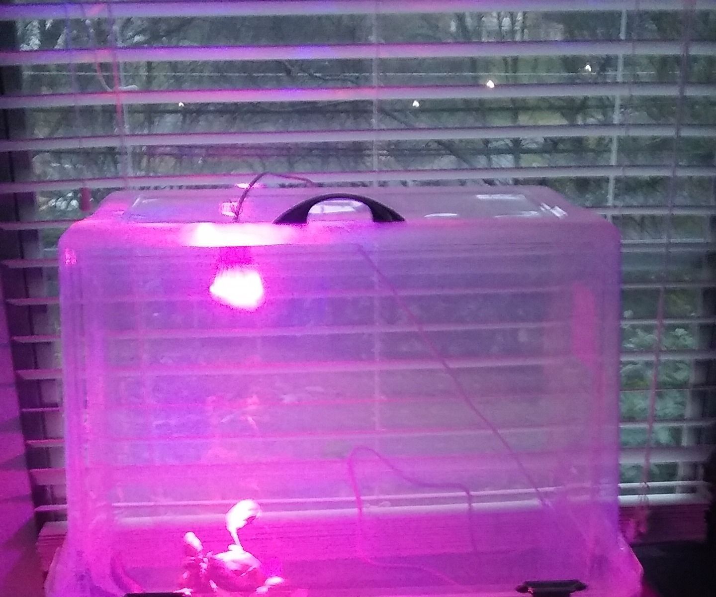 Self Watering Terrarium From Clear Totes