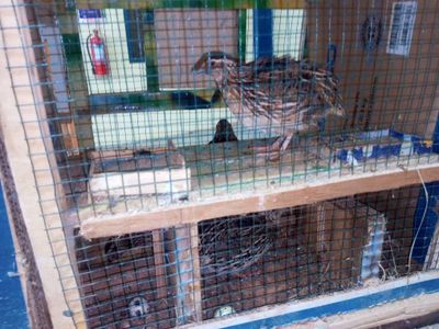 How to Raise Quail Food at Home