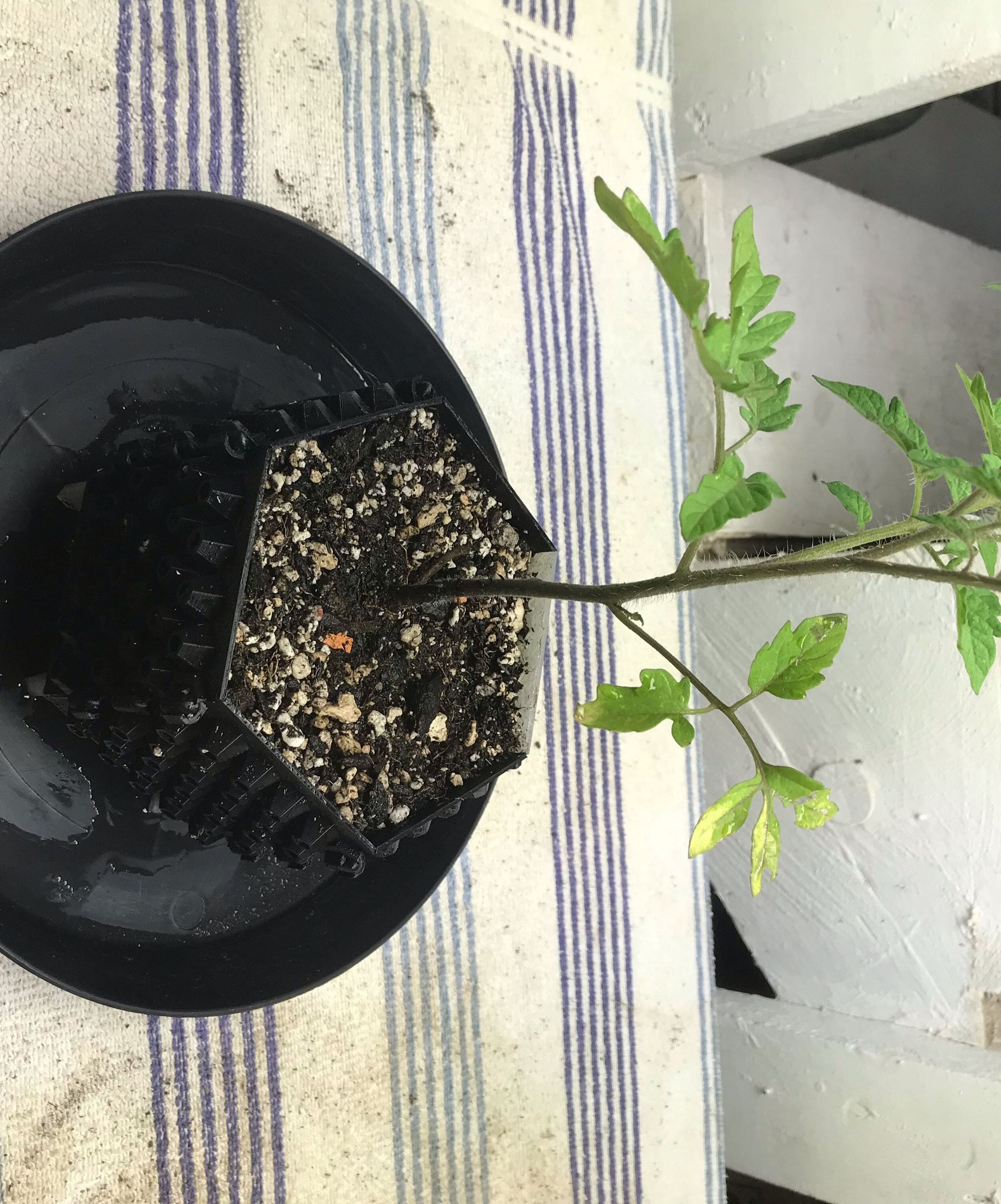 Poly Pot - the Polygon Root Pruning Pot
