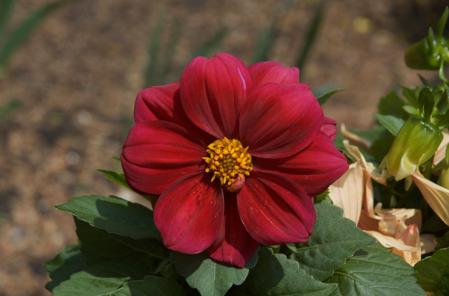 Ways to Get Great Photos on Mobile Phones