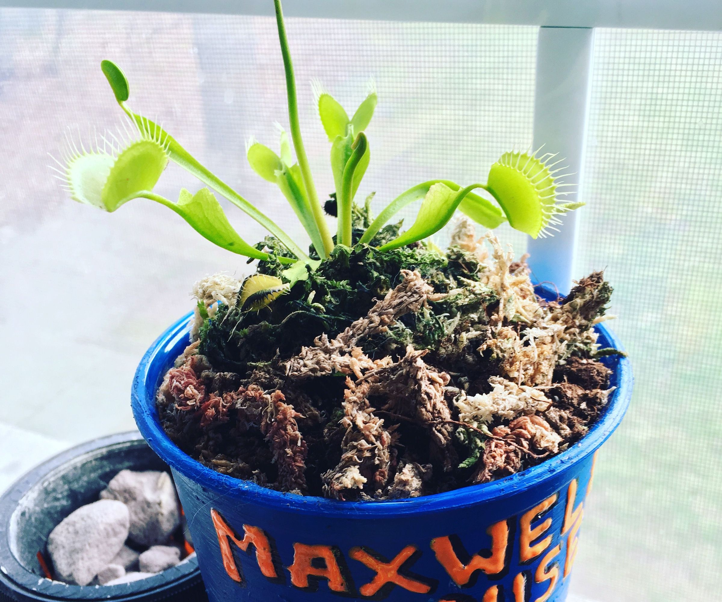 Audrey II Planter : 4 Steps (with Pictures) - Instructables