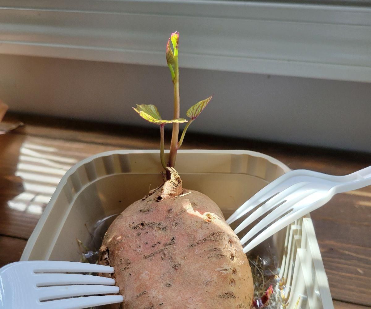 Growing Sweet Potatoes From Sprouting Potatoes