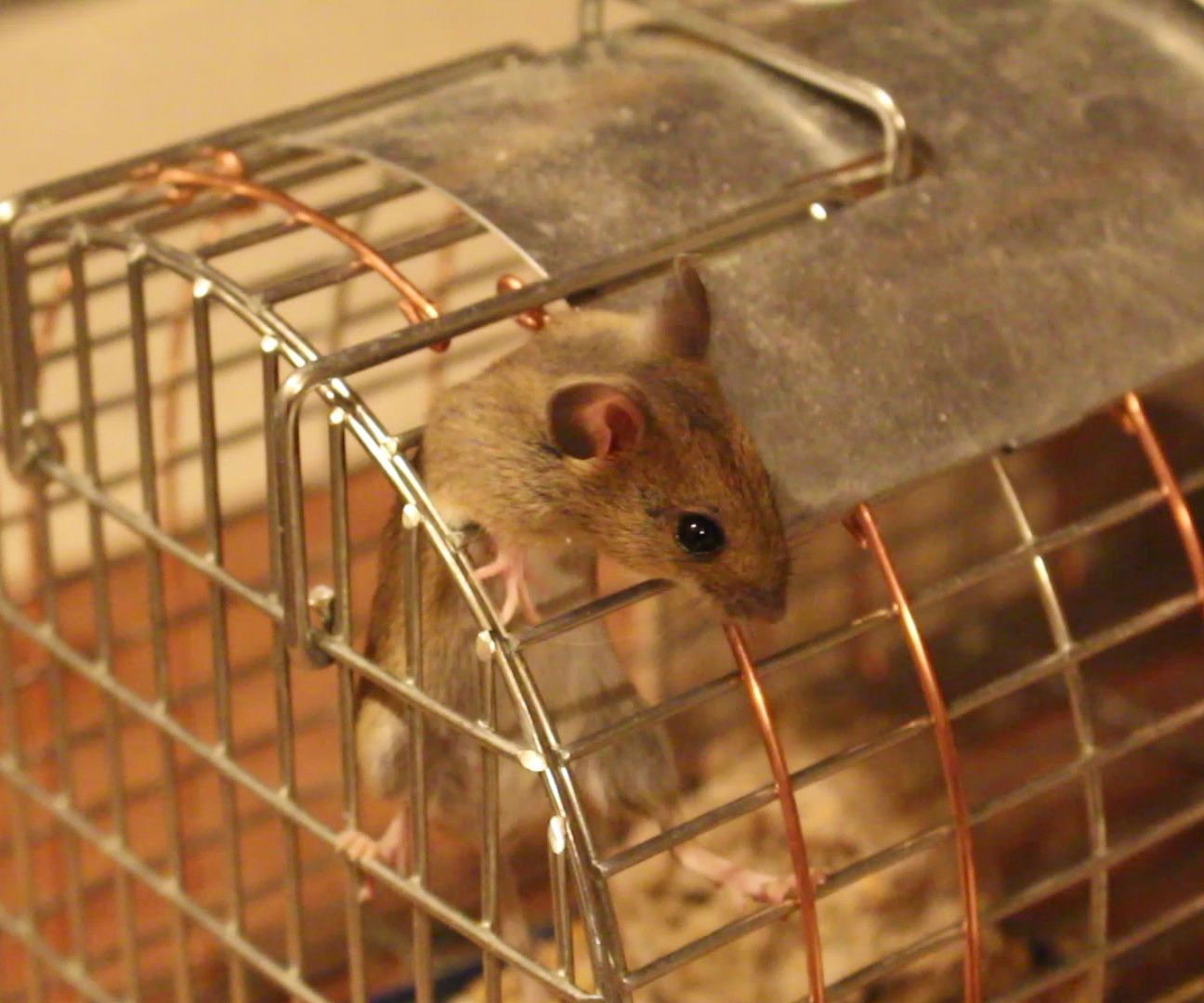 Mouse Detector Raspberry Pi Ultrasonic Sensor