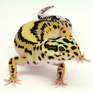 How to Breed Leopard Geckos