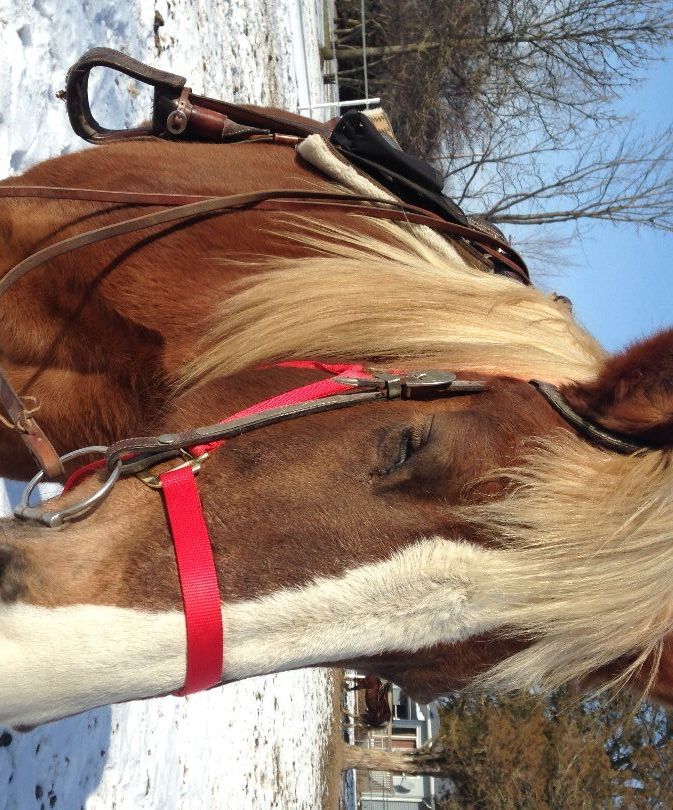 How to Excercise Your Horse With Time Management