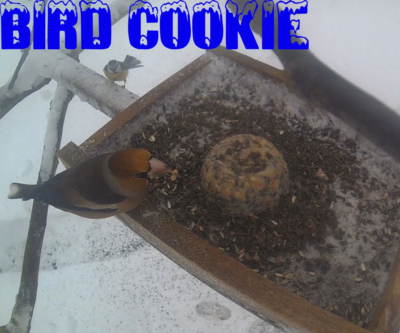 Bird cookie
