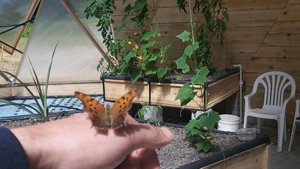 Building the Aquaponic System - Part 1 of 3