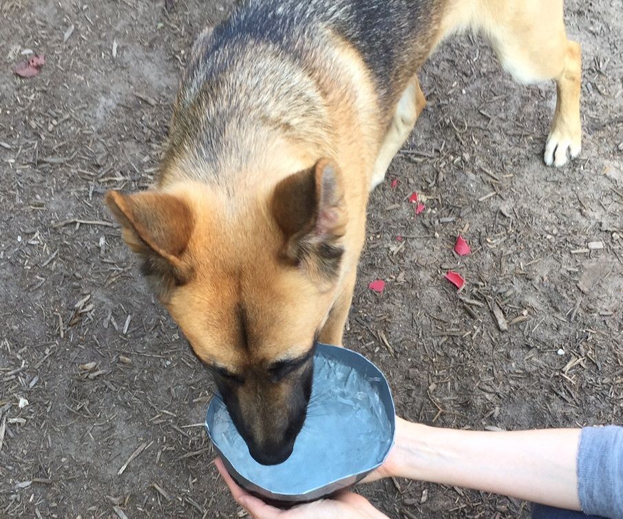 Foldable/portable Dog Water Bowl
