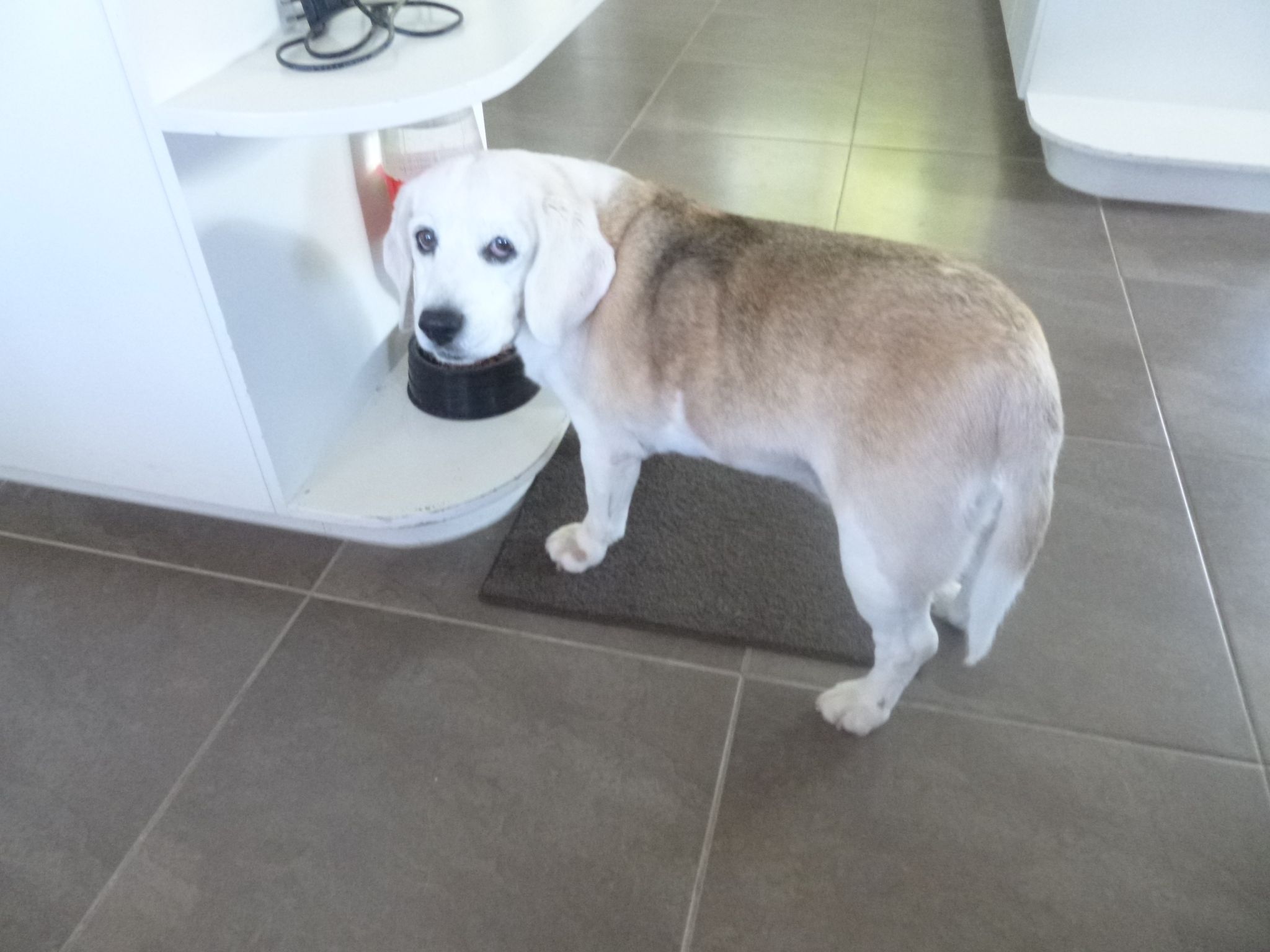 How to Get Your Owners to Feed You